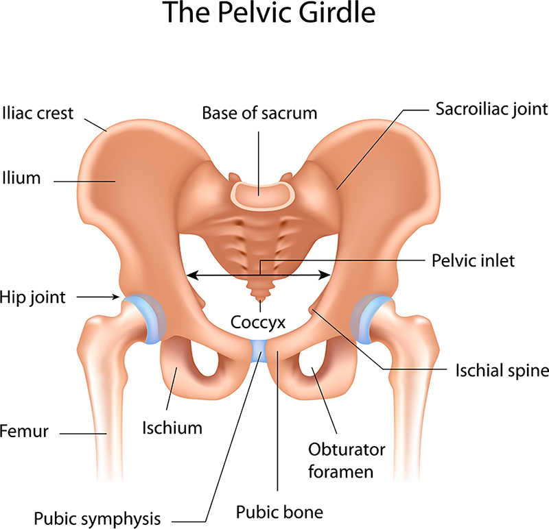 Muscles of the Hip Flexor