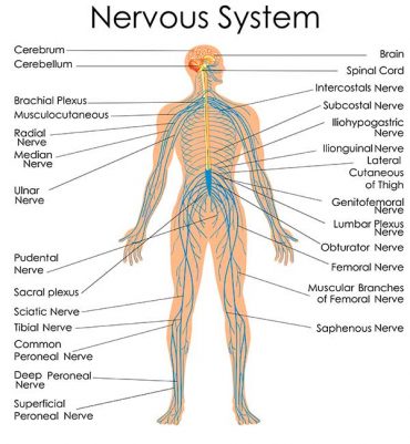 A 30-Minute Practice to Calm the Nervous System - YOGA PRACTICE