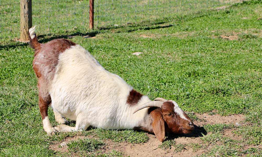 How Did Goat Yoga Get Started 