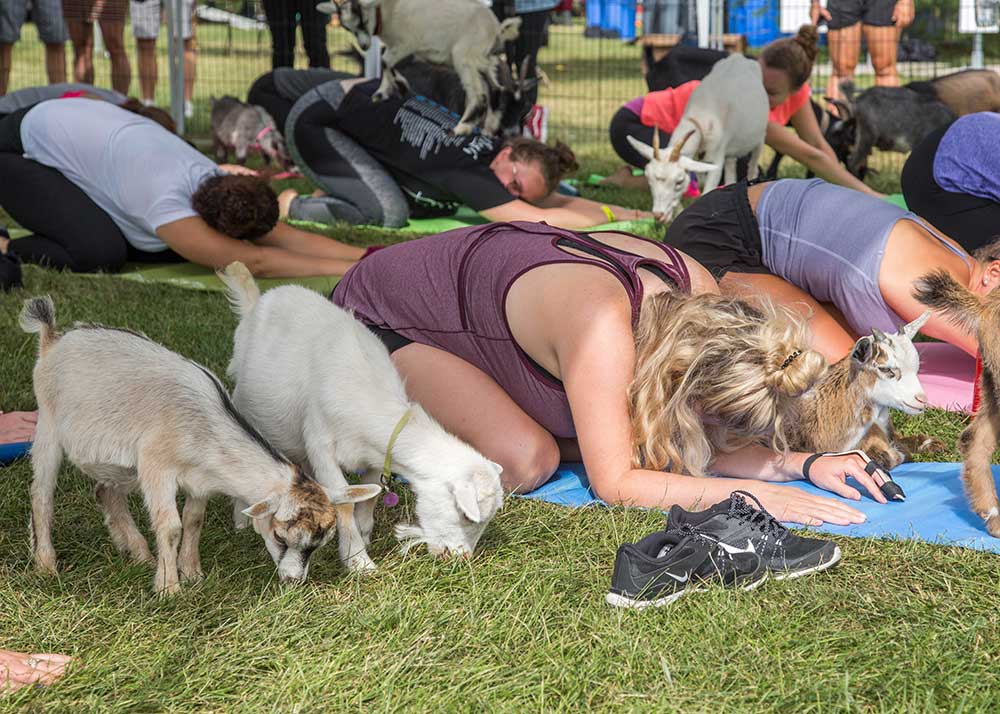 Is Goat Yoga Right for You 