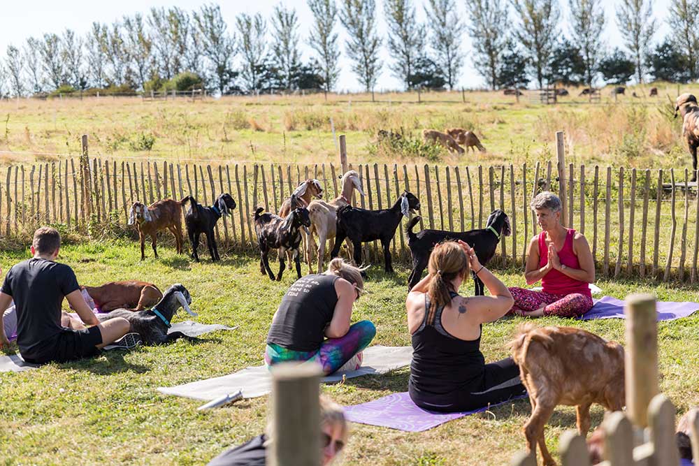 Where Can I Practice Goat Yoga